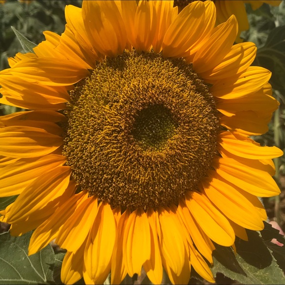 Meet your Posher, Chrissy - Picture 1 of 1